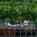 Limequat (Citrofortunella × floridana) ´EUSTIS´ - výška 100-140 cm, kont. C10L